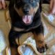Rotterman Puppies Rottweiler Doberman 10 weeks old