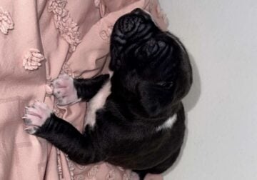 XL American Bulldog puppies