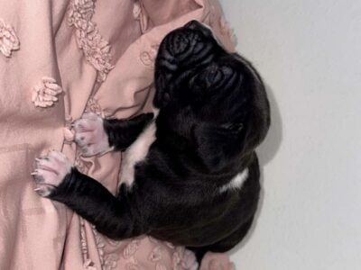 XL American Bulldog puppies