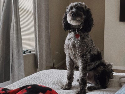 Mini Goldendoodle