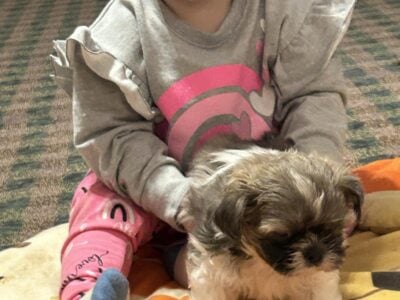 Imperial shih Tzu