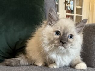 TICA Blue Mitted Female