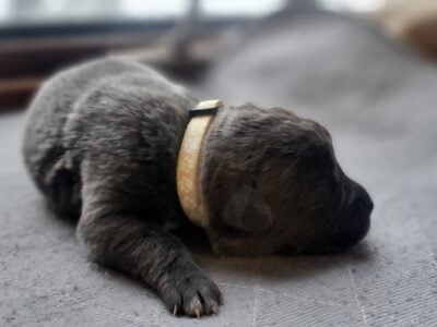 Cane Corso Puppies ICCF Registered