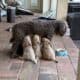 Labradoodle/Goldendoodle- Double Doodle puppies