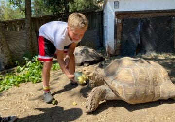 Tortoise -Large Sulcata