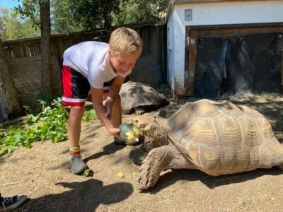 Tortoise -Large Sulcata