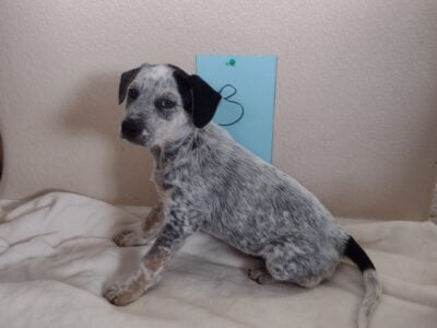 Blue Heeler Puppies