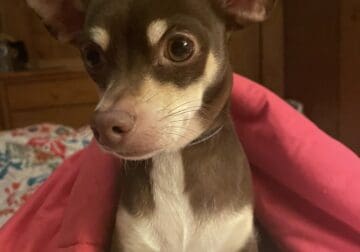 Female Chihuahua for rehoming