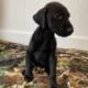 Doberman Puppies