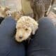 Labradoodle/Goldendoodle- Double Doodle puppies