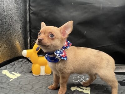 F sable merle & sable Chihuahua AKC