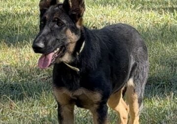 AKC German Shepherd Male DOB 5/5/2024