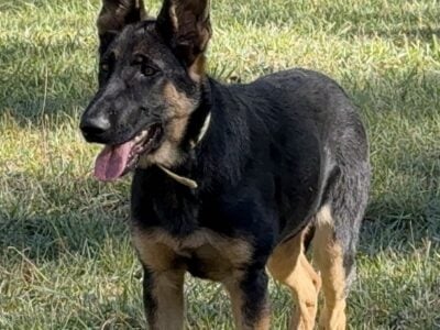 AKC German Shepherd Male DOB 5/5/2024