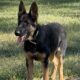 AKC German Shepherd Male DOB 5/5/2024