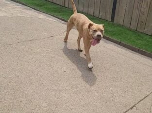 American Bully Puppies