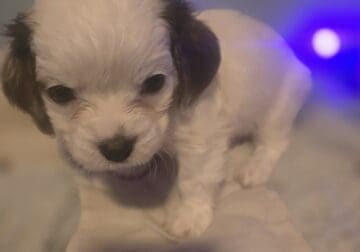 Maltalier puppies for sale