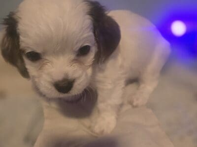 Maltalier puppies for sale