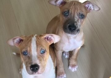 Staffy mix pups