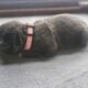 Cane Corso Puppies ICCF Registered
