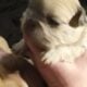 Fluffy platinum cream blue merle French bulldog pu