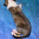 AKC Rough collies ready for homes April 10th 2025