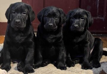 Labrador retriever puppies!