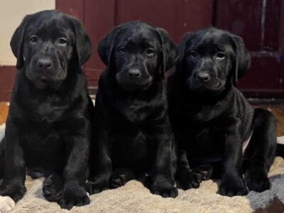 Labrador retriever puppies!