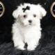 Poppy AKC Maltese