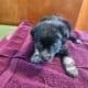 Border Collie/Blue Heeler puppies