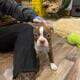 Hart, handsome red Boston terrier
