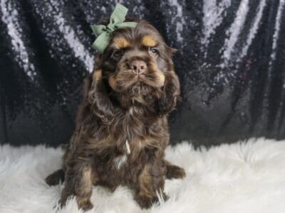 Bentley AKC Cocker spaniel