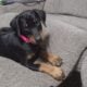 Doberman