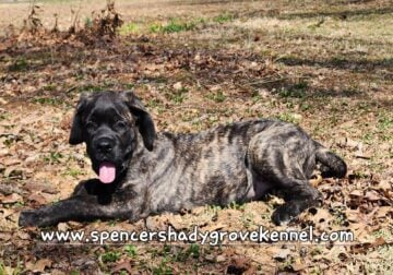 2 English Mastiff puppies ready for new homes now!