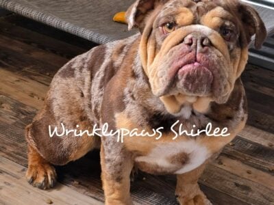 English Bulldog puppies