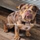 English Bulldog puppies