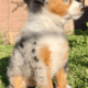 Toy Australian Shepherd puppies