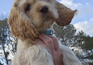*Koda* AKC Cocker Spaniel Puppy (Blue Boy)