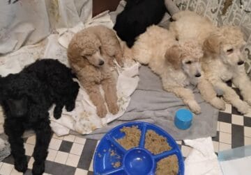 Purebred standard poodle puppies