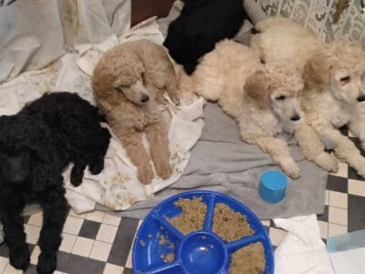 Purebred standard poodle puppies