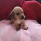 Dachshound 2 female and 2 males that are pieball