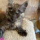 Dark Smoke Maine Coon