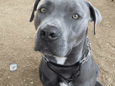 Blue Pit