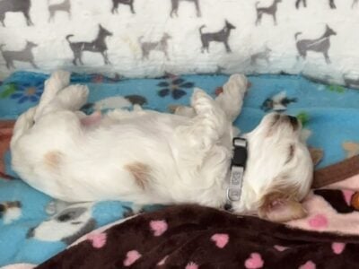 7 mini goldendoodles