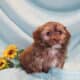 ICA registered Yorkiepoo