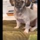 Imperial shih Tzu