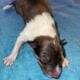 AKC Rough collies ready for homes April 10th 2025