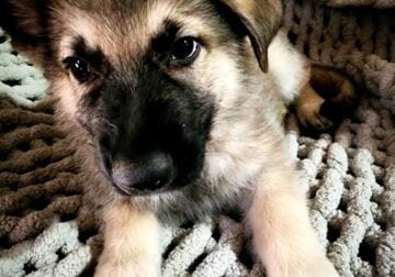 Sable Male German Shepherd