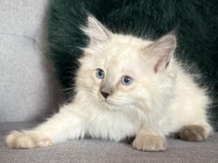 TICA Blue Colorpoint Male