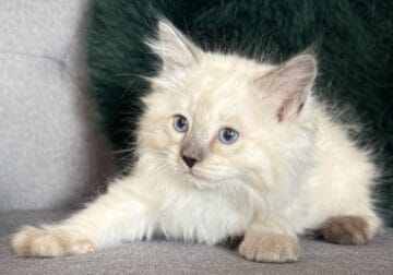 TICA Blue Colorpoint Male