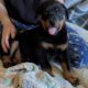 Rotterman Puppies Rottweiler Doberman 10 weeks old